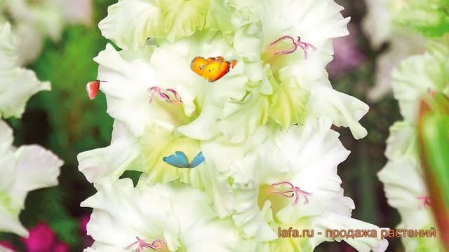Гладиолус обыкновенный Гыдан (gladiolus gydan) ? Гыдан обзор: как сажать, луковицы гладиолуса Гыдан смотреть онлайн