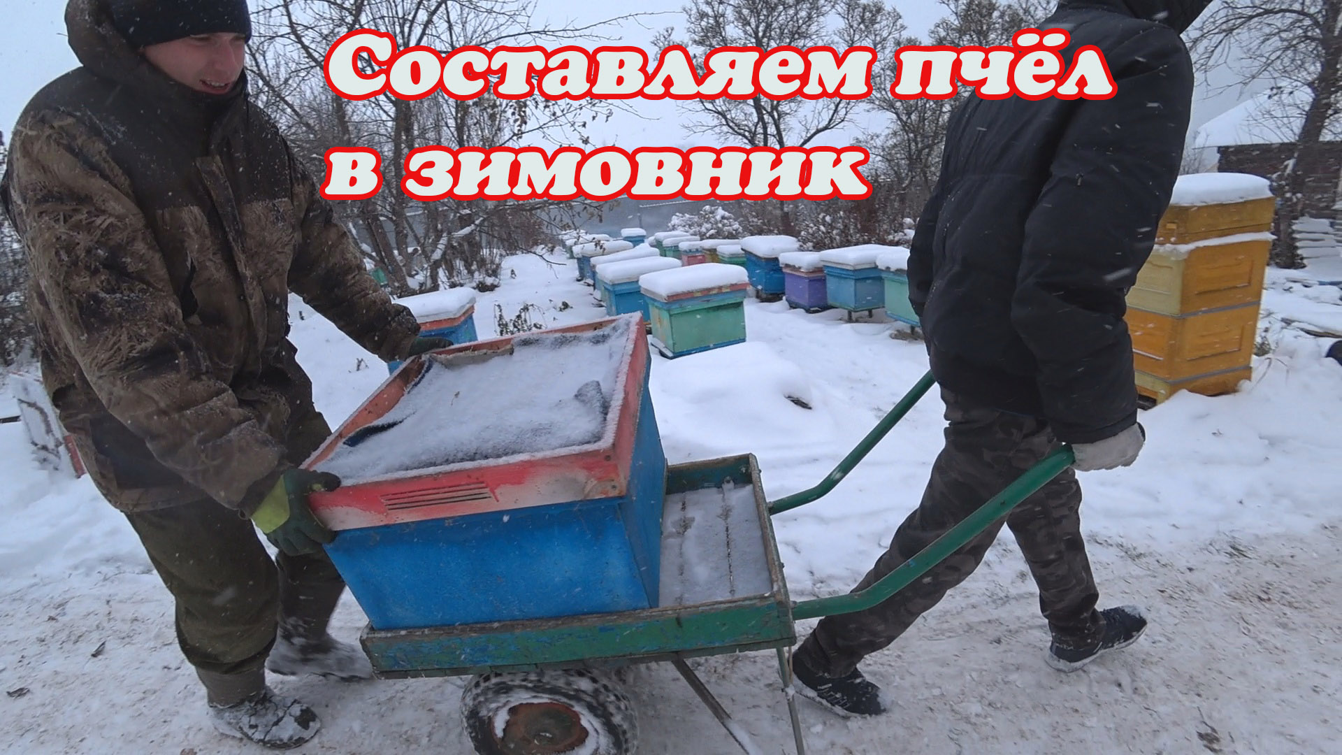 КОГДА И КАК МЫ СОСТАВЛЯЕМ ПЧЕЛОСЕМЬИ В ЗИМОВНИК НА ЗИМОВКУ. смотреть онлайн