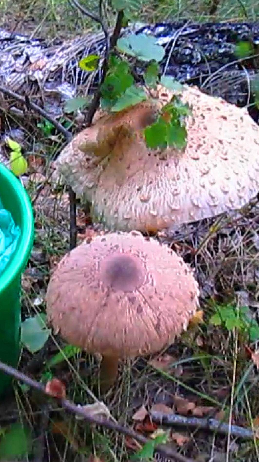 Гриб больше ведра, но перезрелые смотреть онлайн