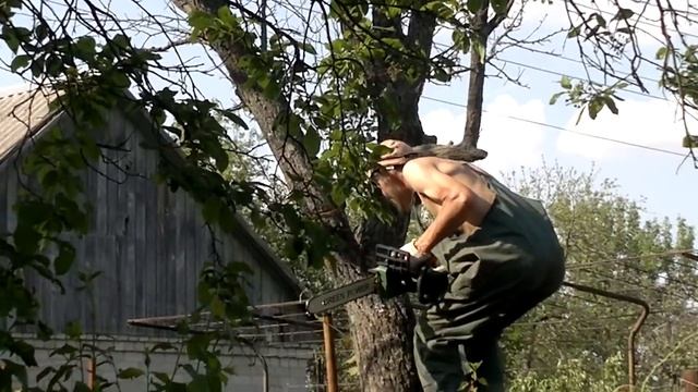 Пила пилит дерево смотреть онлайн