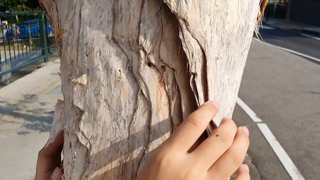 Paperbark Tree смотреть онлайн