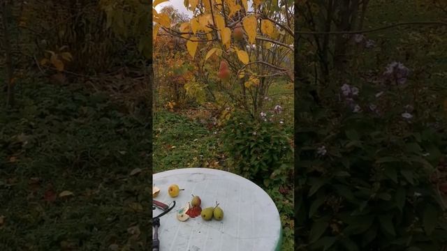 Съем груши Талгарская красавица в Лен Области. Конец октября. смотреть онлайн