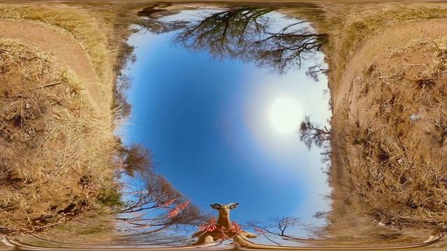 Impala Stampede and Flyover in Slow-Motion | Wildlife in 360 VR смотреть онлайн