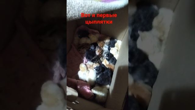 кучинские лососевые ливенские хохлатые ситцевые смотреть онлайн