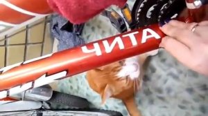 Клеим наклейку из плёнки Oracal на раму велосипеда.