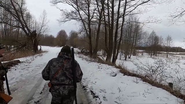 Охота в Брянском лесу. Собаки погнали трех косуль. смотреть онлайн