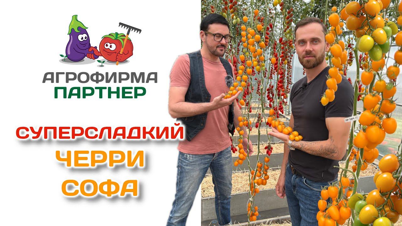 Суперсладкий черри Софа