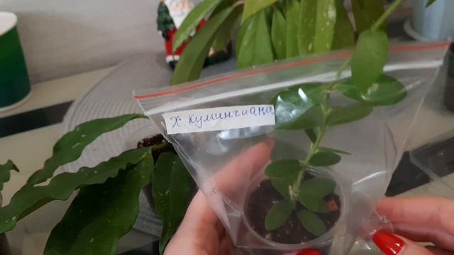 /Излишки комнатных растений почтой:синги,хойи,аглаши,филы/?? смотреть онлайн