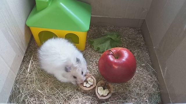 Милейший хомяк! Что любят есть хомяки? Sweetest hamster! What do hamsters like to eat? смотреть онлайн