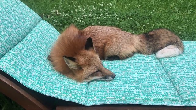 ЛИ СЯО. Алиса - Лиса. Лиса отдыхает на лежаке и утреннее настроение лисы. Смешные моменты. Выпуск 1 смотреть онлайн