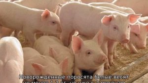 Порода свиней Крупная Белая — описание