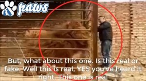 Самый большой тибетский мастиф 100% настоящий !!!