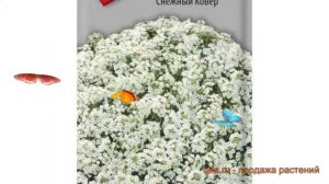 Алиссум обыкновенная Снежный ковер ? обзор: как сажать, семена алиссума Снежный ковер