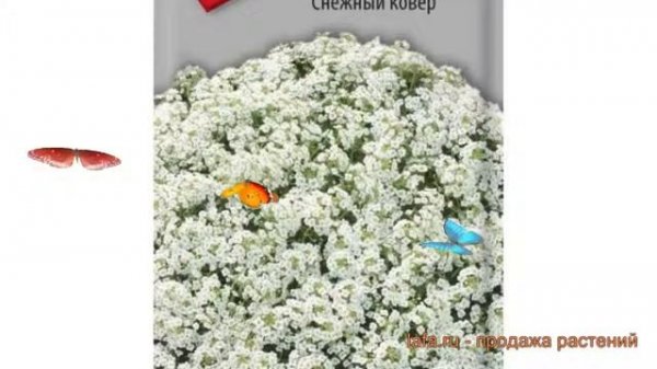 Алиссум обыкновенная Снежный ковер ? обзор: как сажать, семена алиссума Снежный ковер