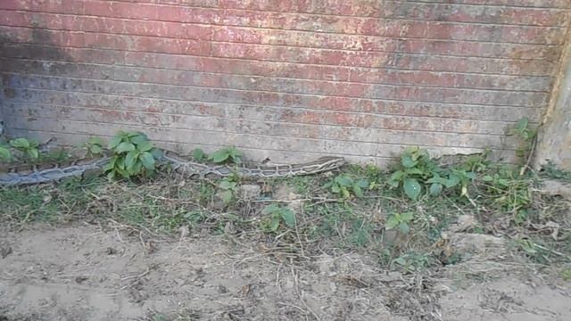 A 12 feet long Burmese python captured by me near my home смотреть онлайн