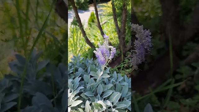Какие растения достойно украсят склон? смотреть онлайн