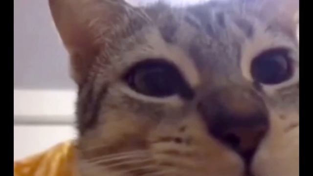 кот на протяжение 36 секунд чавкает и смотрит в камеру #shortsvideo #котики смотреть онлайн