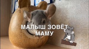 Звуки шиншилл. Шиншилла кричит, ворчит или пищит? Узнайте, что это означает! Часть 1.