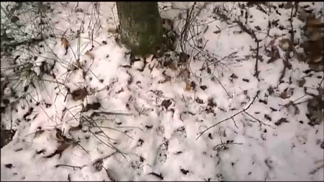 Привада на куницу. 100% способ поймать куницу.