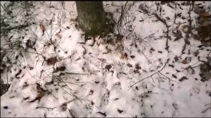 Привада на куницу. 100% способ поймать куницу.