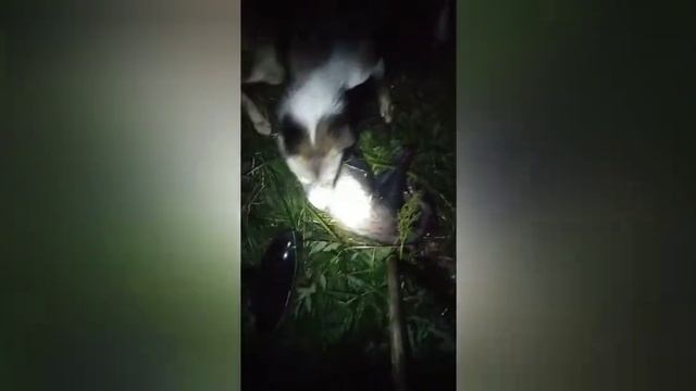 Возращение.Охота началась. Охота на барсука. смотреть онлайн