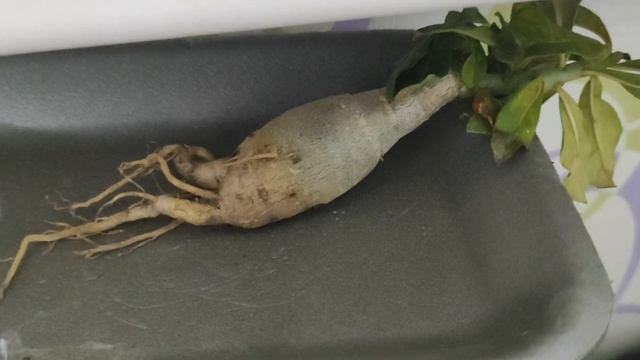 АДЕНИУМ конец Твиллингу #адениум #bonsai #adenium