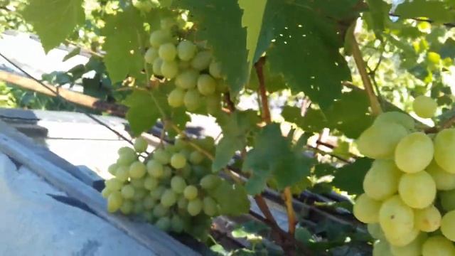 Виноград Ланселот смотреть онлайн