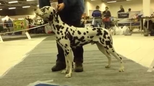 Кобель, открытый. Моно Далматинов, С-Пб. 09.11.2013 смотреть онлайн