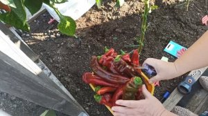 Перцы - рекордсмены открытого грунта в Ленинградской области сезона 2023 года