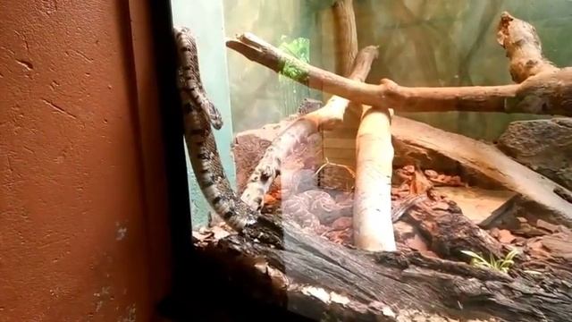 snake park at Johannesburg zoo смотреть онлайн