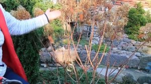 ОБРЕЗКА метельчатой гортензии СИЛЬВЕР ДОЛЛАР- в 2022 году