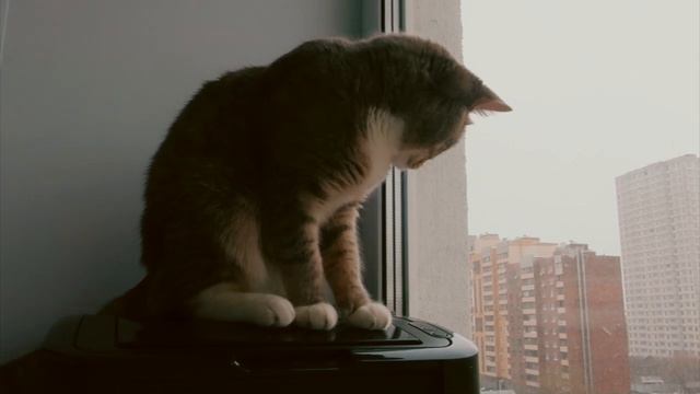 Карантин - день 2. Последняя пробежка, снег, как дела в магазине. Вдохновение пришло смотреть онлайн