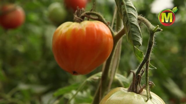 ? СОРТ ТОМАТА "Бычье Сердце Компакт. СЕКРЕТЫ ВЫРАЩИВАНИЯ смотреть онлайн