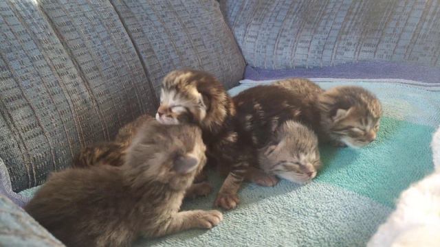 Wally & Ava's babies! Bengal + Persian/Ragdoll Babies! смотреть онлайн