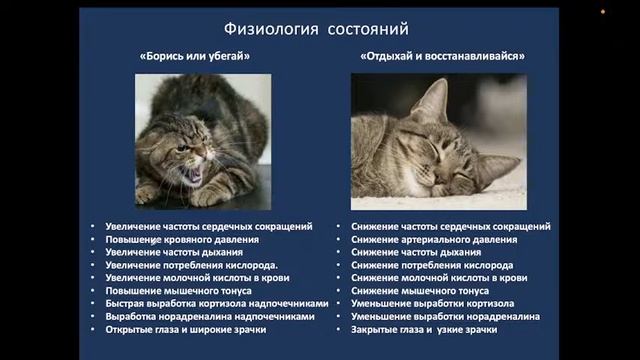Автономная нервная система. 30.05.2022 - 10.25 смотреть онлайн