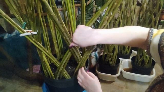 Плетеное дерево из ивы своими руками. смотреть онлайн