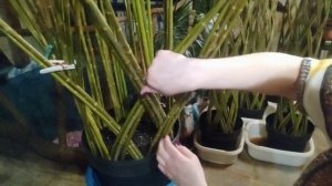 Плетеное дерево из ивы своими руками.