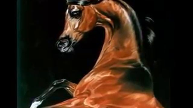 Красивые аравийские лошади смотреть онлайн