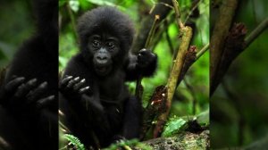 Поль Мориа (она не много лучше чем я)