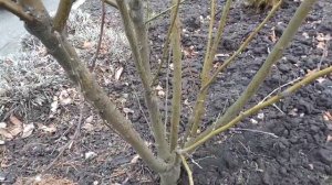 Весенняя обрезка уличного гибискуса. 😊😻😀