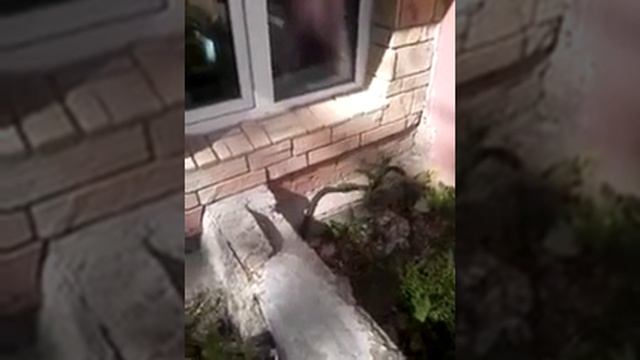 Крупная змея ползает возле дома в Калуге смотреть онлайн