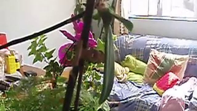Potted plants смотреть онлайн