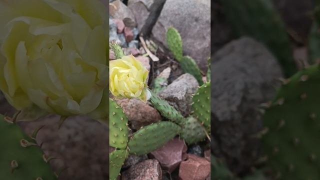 На даче цветёт кактус! ?Зимует в открытом грунте. Цветёт опунция! смотреть онлайн