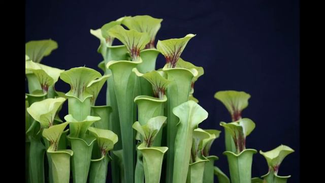 Ajoura - Nepenthes -viola version- смотреть онлайн