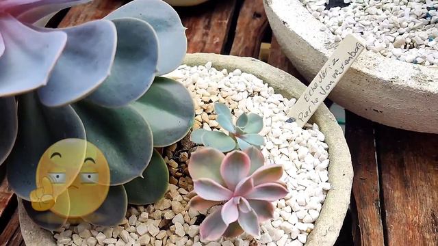 Echeveria Rainbow, um mistério...Apresentando minhas plantas... смотреть онлайн