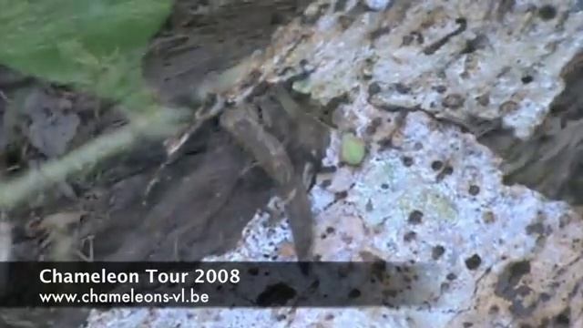 The Brookesia's from Madagascar (www.chameleons-vl.be) смотреть онлайн