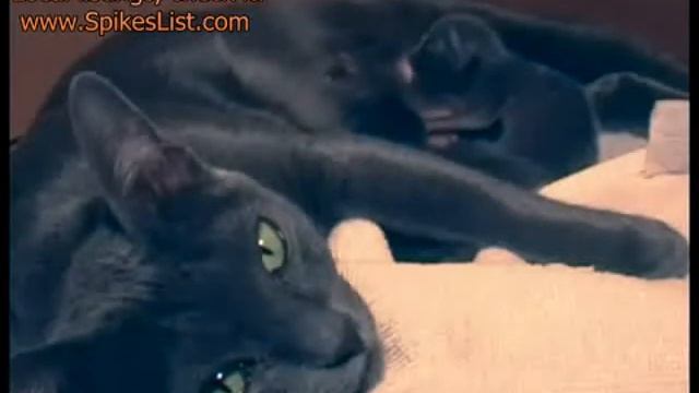 Kama and cute kittens Korat cat смотреть онлайн