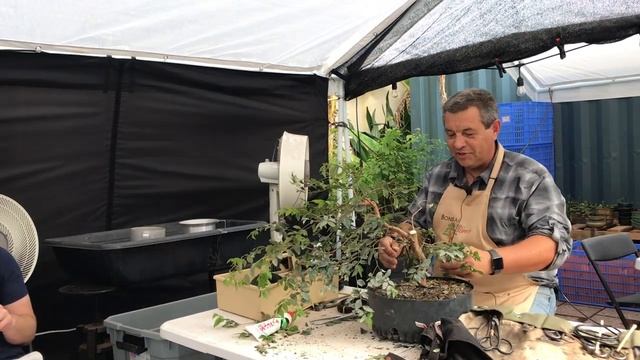 Jaboticaba Bonsai Demo By Vladimir Foursa At The Bonsai Supply