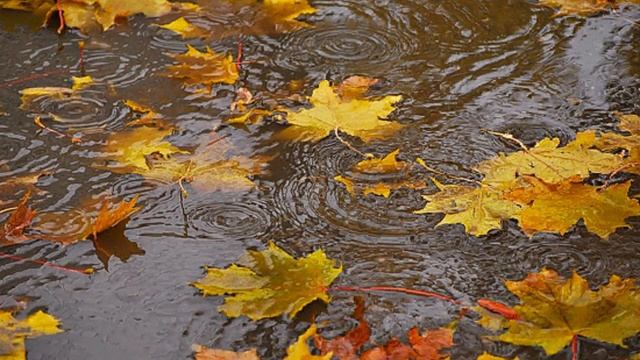 Вальс дождя смотреть онлайн
