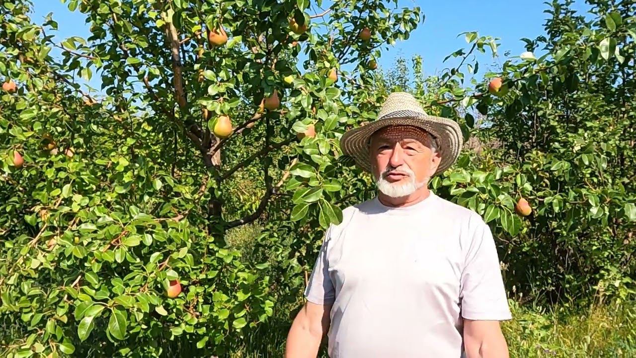 обзор груш для Сибири август 2022 г смотреть онлайн